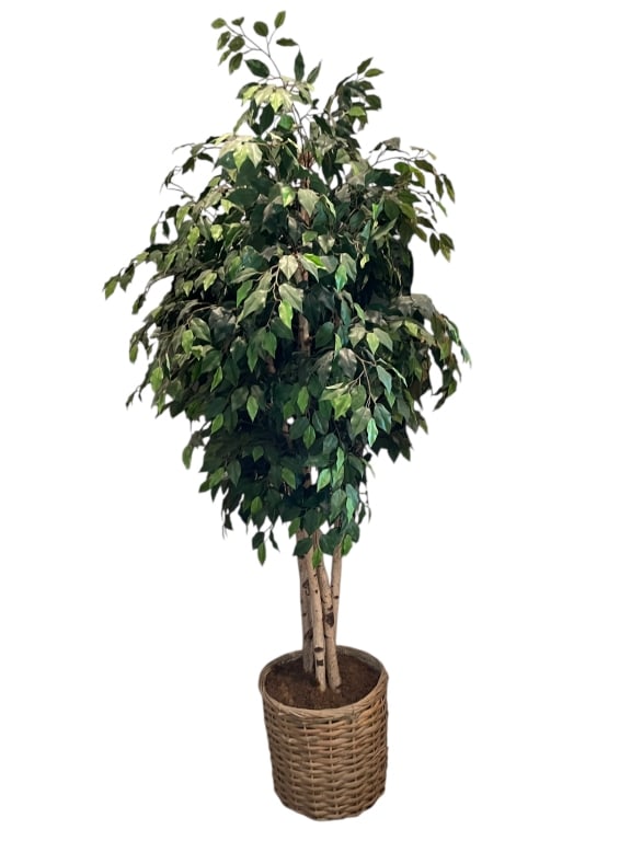 FAUX BIRCH FICUS TREE IN WOVEN BASKET (1 of 5)