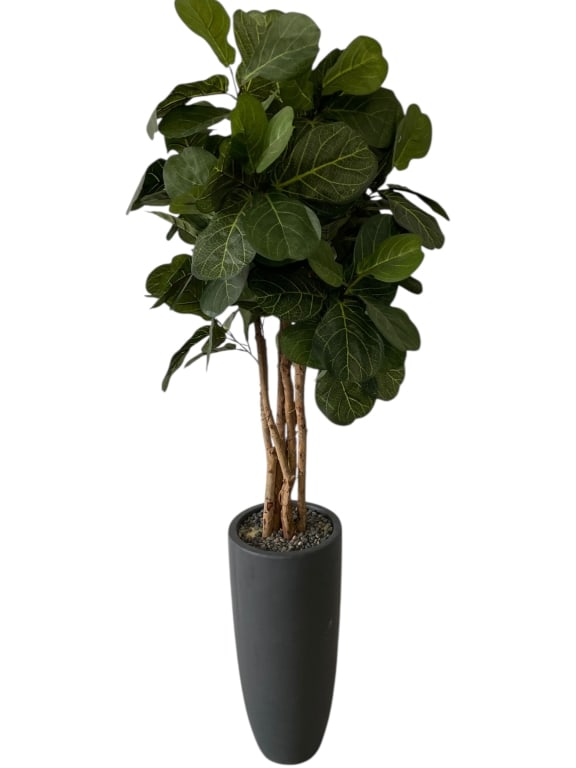 FAUX FIDDLE LEAF FIG TREE IN MODERN PLANTER: FAUX FIDDLE LEAF FIG TREE IN MODERN PLANTER-Tall faux fiddle leaf fig tree featuring realistic veined foliage and multiple naturalistic trunks, set in a sleek matte black tapered planter with
