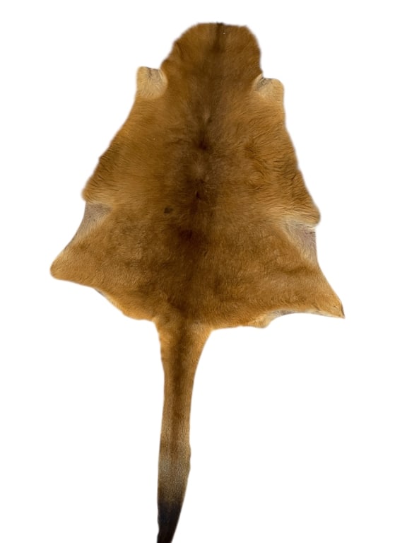 VINTAGE AUSTRALIAN KANGAROO HIDE RUG 63" (1 of 5)