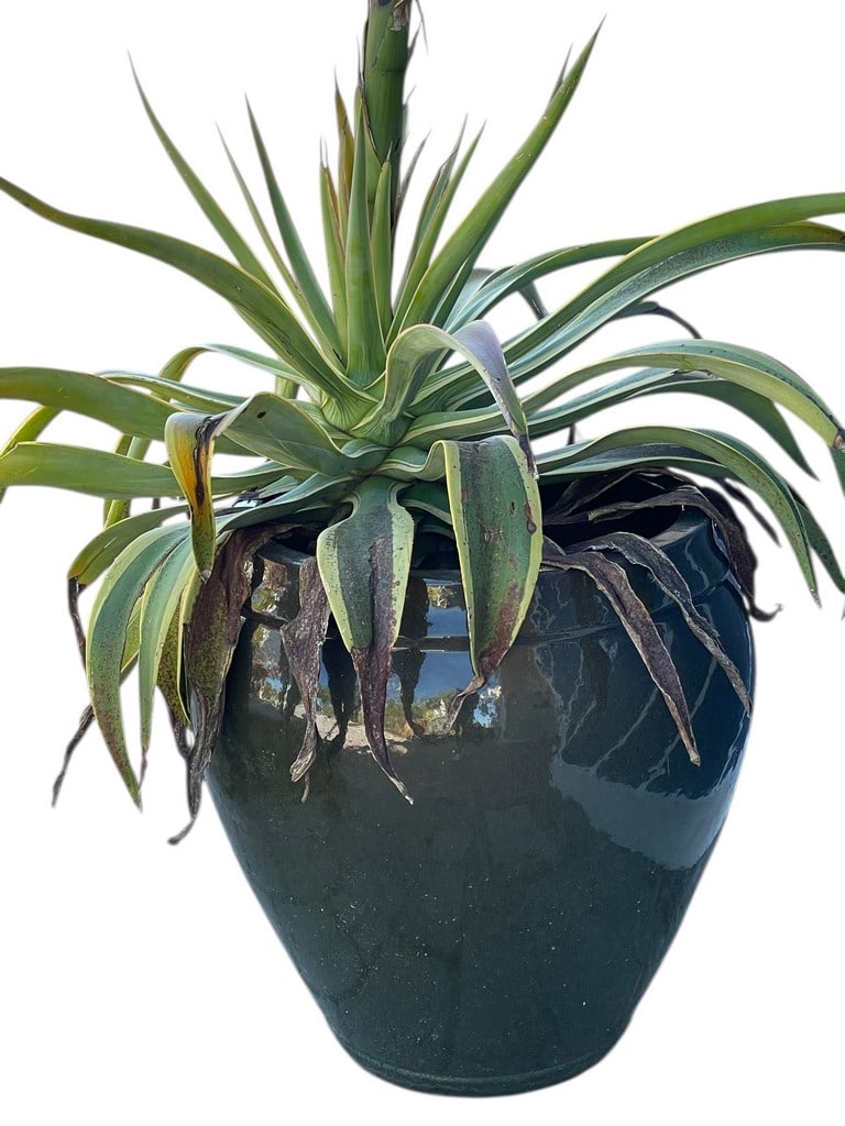 GLOSSY GLAZED CERAMIC PLANTER, 23" X 23" D APPROX (1 of 3)