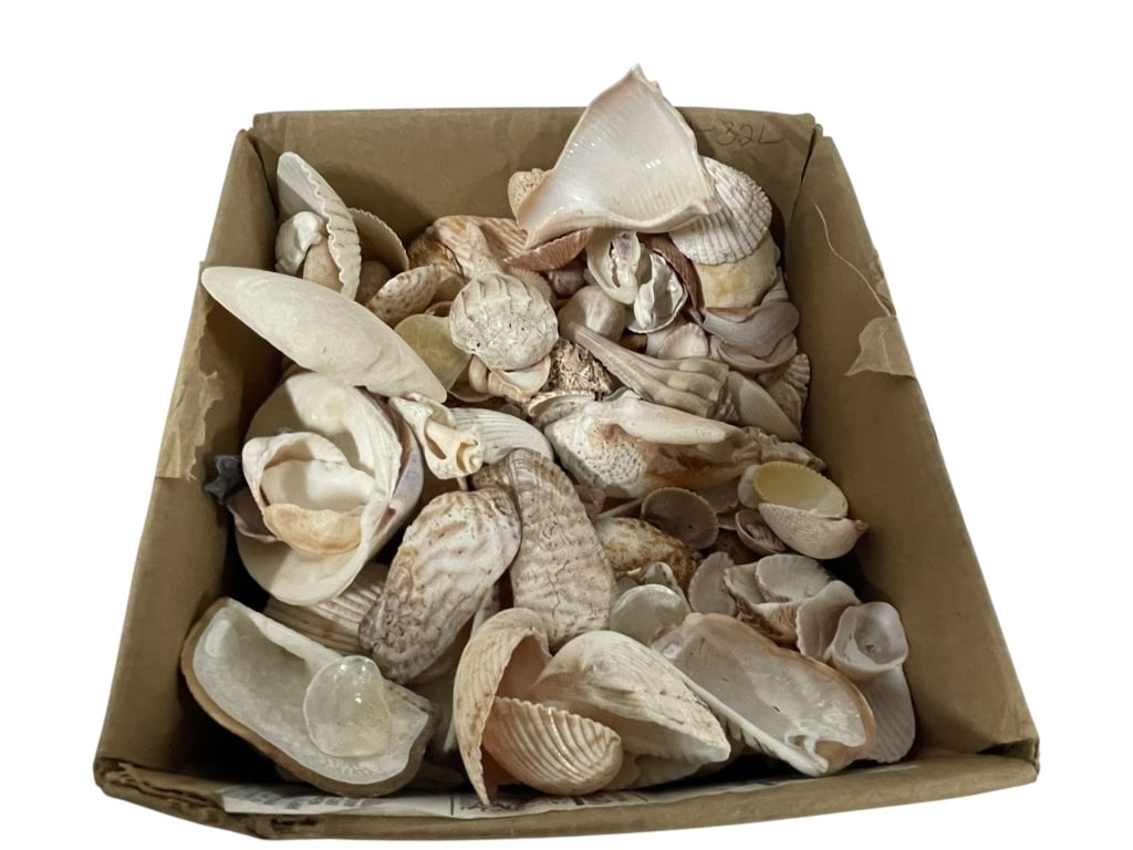 BOX OF ASSORTED SPECIMEN SEASHELLS (1 of 1)