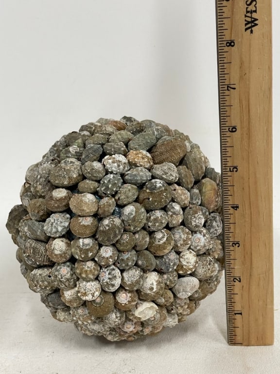 LARGE NATURAL SEASHELL SPHERE - 5