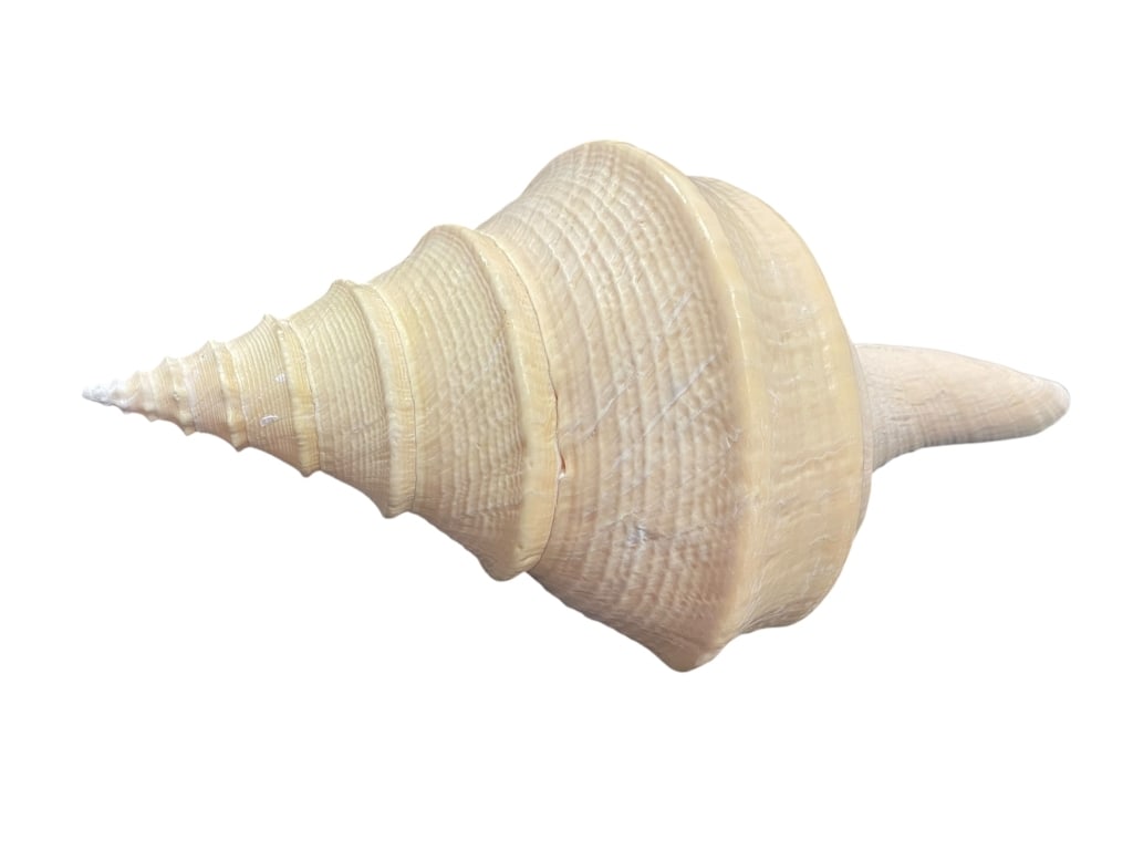 MASSIVE SYRINX ARUANUS TRUMPET SHELL PERFECT 14" (1 of 6)