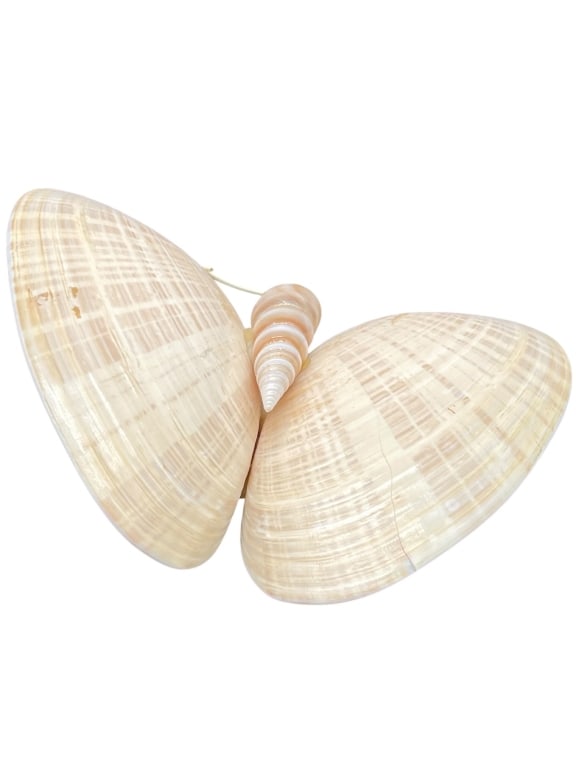 DOUBLE SEASHELL BUTTERFLY ART SCULPTURE 5" (1 of 7)