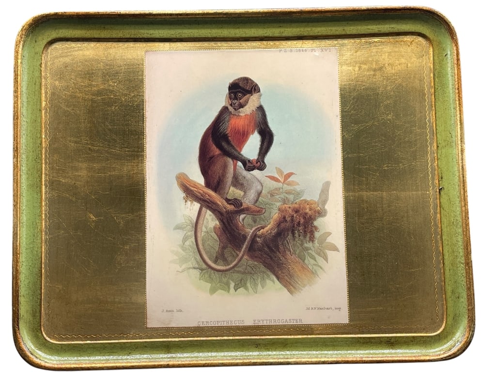 ANTIQUE NATURAL HISTORY MONKEY PRINT SERVING TRAY: For ALTERNATE shipping quote or LOCAL PICK-UP DETAILS, please visit dejavuauctionshipping.com ANTIQUE NATURAL HISTORY MONKEY PRINT SERVING TRAY CERCO PITHECUS ERYTHROGASTER Decorative vintage serving