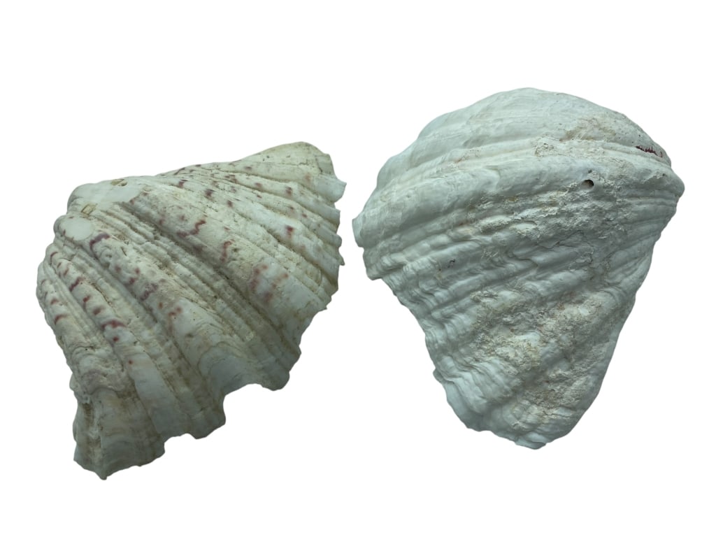 PAIR QUEEN HELMET SHELLS LARGE 8" NATURAL SHELLS (1 of 10)