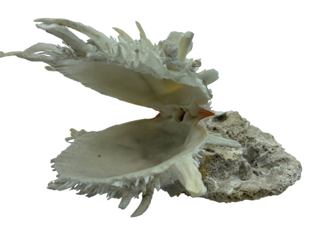 FAB NATURAL SPINY THORNY OYSTER SHELL W/ CORAL 8" (1 of 7)