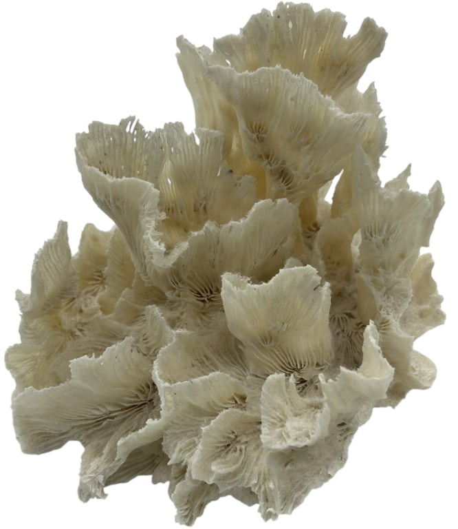 NATURAL WHITE CORAL SPECIMEN DISPLAY PIECE 6": NATURAL WHITE CORAL SPECIMEN DISPLAY PIECE Striking natural white coral specimen featuring intricate branching formations and delicate organic texture, showcasing the sculptural beauty of marine life.