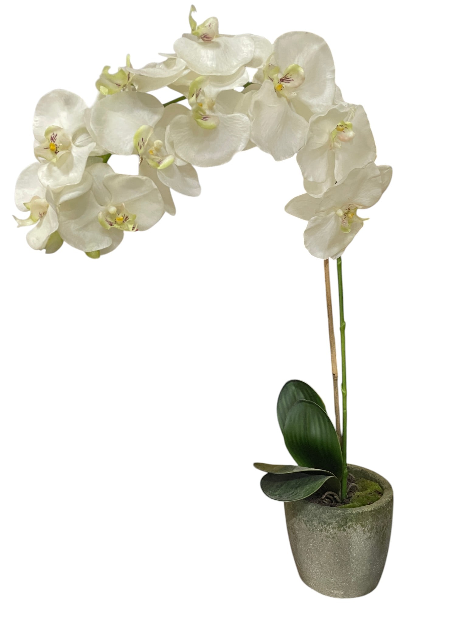 FAUX ORCHIDS FLOWERS WHITE STRING W/SILVER POT 28": - IF YOU CAN'T keep them alive, do the next best thing and buy faux! - String of white orchids that will never fall off the branch- Realistic leaves and base with filling - Approx 28" total height inc