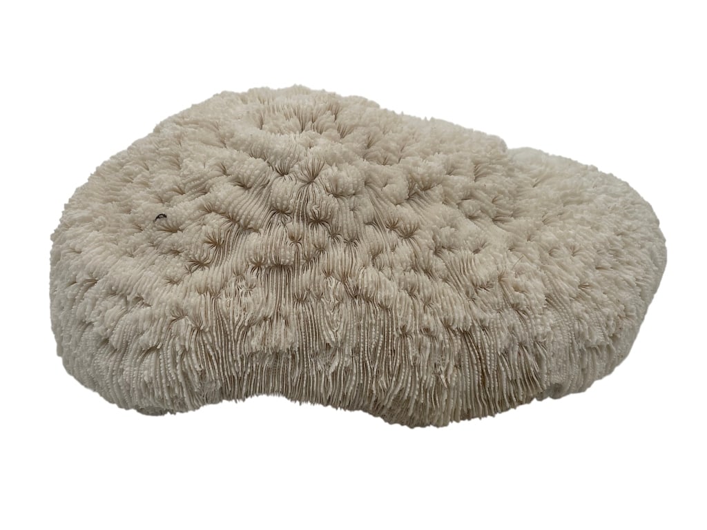 NATURAL SANDOLITHA ROBUSTA FUNGIA PLATE CORAL 9": PLATE coral or stony coral with hard calcium skeleton Natural with no chips or breakage 9" long msn *** Please check back often, we add NEW ITEMS daily to our active auctions! * ** By bidding on this 