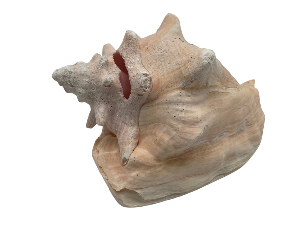 ALIGER GIGAS QUEEN CONCH NATURAL SHELL W/ FISSURE (1 of 5)