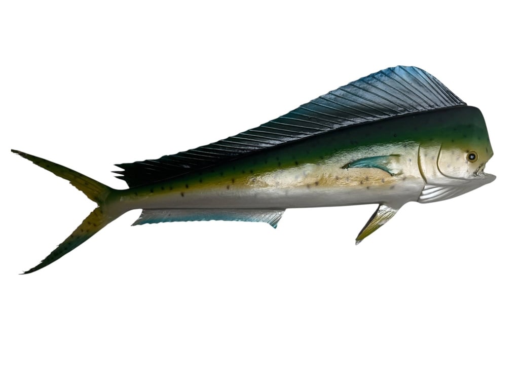 MAHI MAHI FISH MOUNT REPLICA (1 of 2)