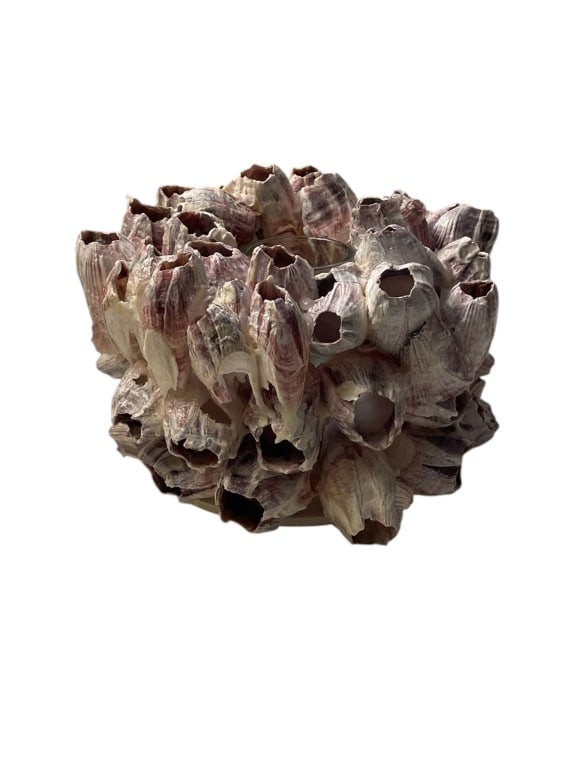 COASTAL BARNACLE VOTIVE CANDLE HOLDER PHILIPPINES: Votive candle holder featuring genuine barnacles on a flat base. Approximately 5 inches wide and 3.5 inches tall. Made in the Philippines. Includes glass candle insert. Unique coastal décor piece.