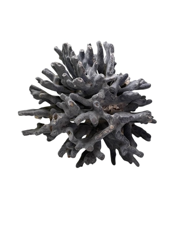 BLACK CORAL DECORATIVE SPECIMEN 7": Natural black coral specimen, measuring approximately 7 inches by 7 inches. Its unique, organic structure makes it ideal for display as a decorative or scientific piece. Excellent condition, visually