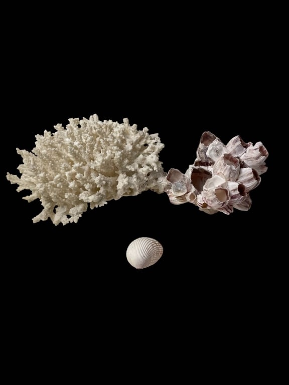 CORAL, BARNACLE AND SHELL SET 7": White coral specimen (approx. 7 in.), a cluster of barnacles (approx. 4 in.), and a single seashell (approx. 2 in.). Ideal for collectors or ocean-themed decor. Good natural condition.