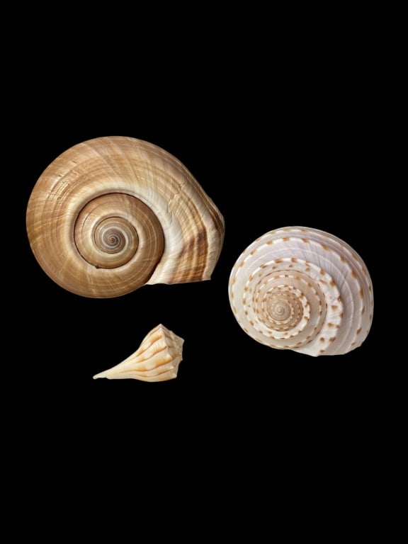 THREE SEA SHELLS LOT 4.5": Three natural sea shells, including two large spiral shells and one smaller conch-like specimen. Largest measures approximately 4.5 inches in diameter. Excellent for display or educational purposes. A