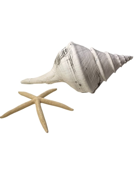 LARGE SEA SHELL AND STARFISH DECOR LOT 13" (1 of 6)