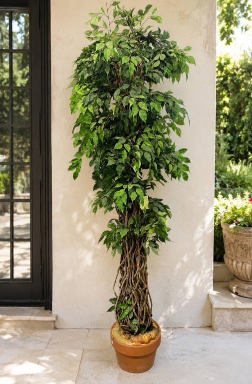 ARTIFICIAL FICUS TREE IN TERRACOTTA POT 6' (1 of 8)