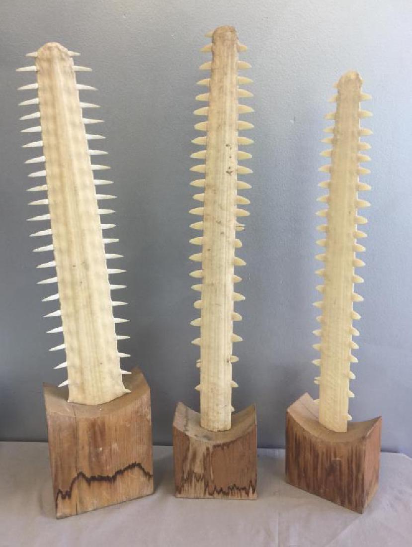 Set of 3 Vintage Mounted Sawfish Bills. (1 of 6)