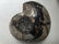 Decorator Lot of Petrified Wood and Fossil. - 2
