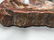 Decorator Lot of Petrified Wood and Fossil. - 5