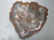 Decorator Lot of Petrified Wood and Fossil. - 6