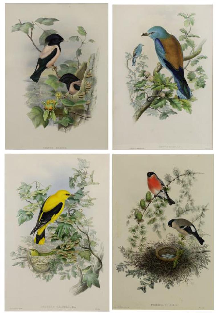 J. Gould & H.C. Richter. Set of 4 Hand-Colored (1 of 14)