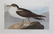 AUDUBON, John James. Lot of 6 "Birds of America" - 12