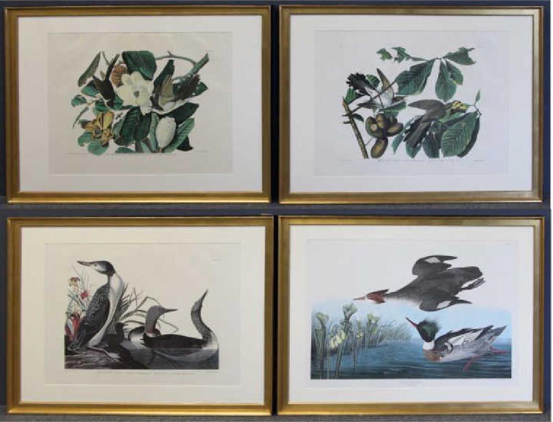 AUDUBON, John James. Lot of 4 "Birds of: Full Size Facsimile Edition Prints Housed in 23k Gold Leaf Frames. From an edition of 250. "Published by Johnson Reprint Corporation, New York and Theatrum Orbis Terrarum, Ltd. Offset color litho