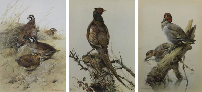 PENNY, Edwin. Lot of Three Watercolors.: To Include: Grouping of Quail, signed lower right; Pheasant, signed lower left; Pair of Ducks, signed lower left. Edwin Penny (English, b. 1930). From a Roslyn Heights, NY collection. - Dimensions: Si