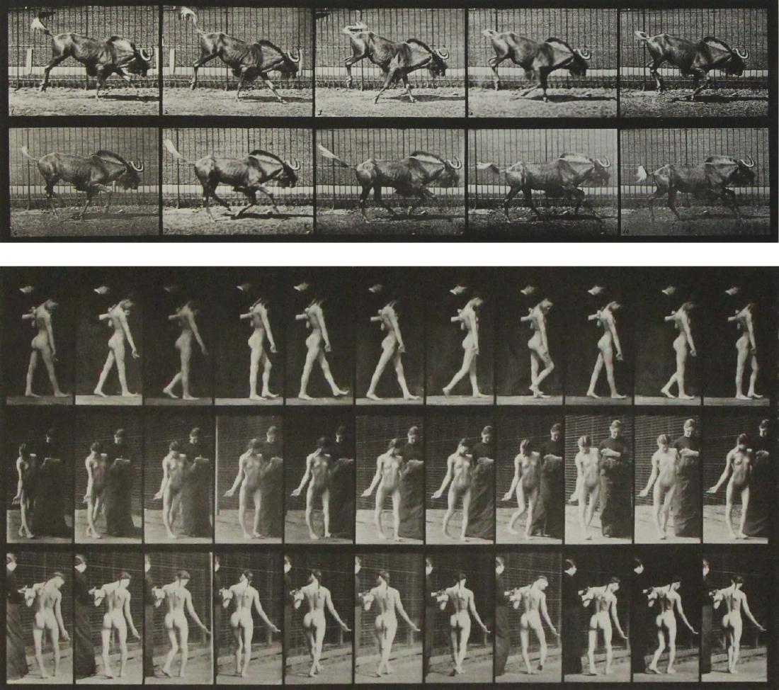 EADWEARD MUYBRIDGE (ENGLISH, ACTIVE IN AMERICA,: 1830-1904). Lot of Two Collotypes. To include plates 541 and 702 from the "Animal Locomotion" series. - Dimensions: Sheet: 19" high x 24" wide