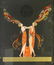 ERTE (RUSSIAN-AMERICAN, 1892-1990). - 6