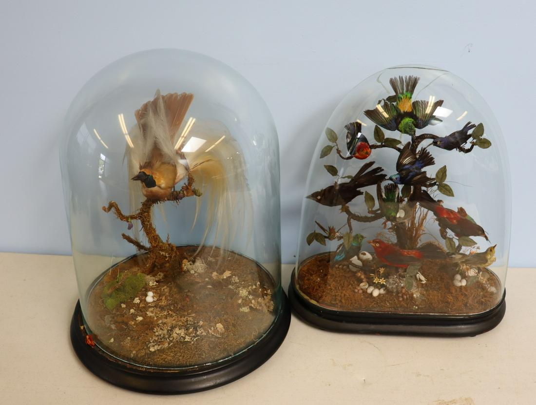 2 Victorian Bird Taxidermy Displays  In Dome Glass (1 of 13)