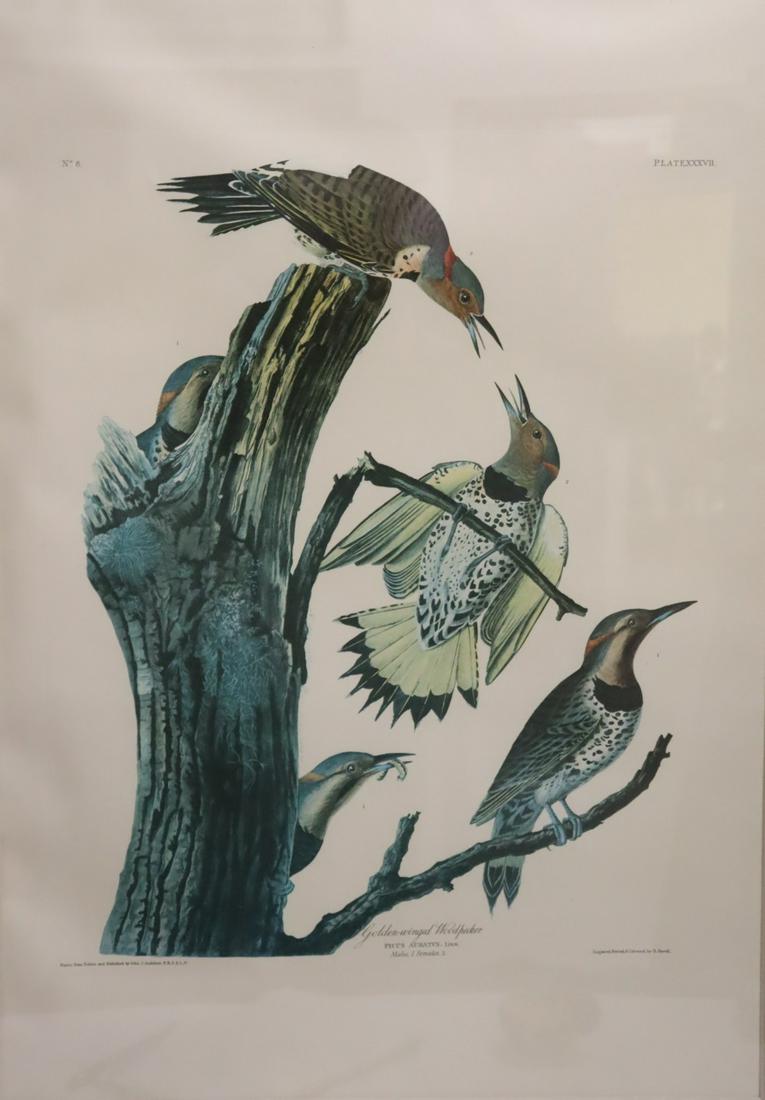 Audubon Style Framed Print Plate. XXXV1 (1 of 7)