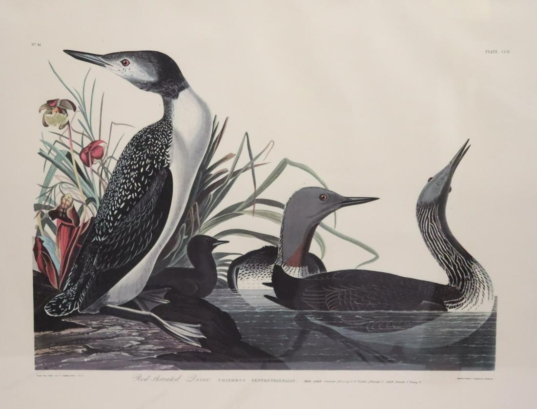 Audubon style Print "Red Throated Diver" (1 of 6)