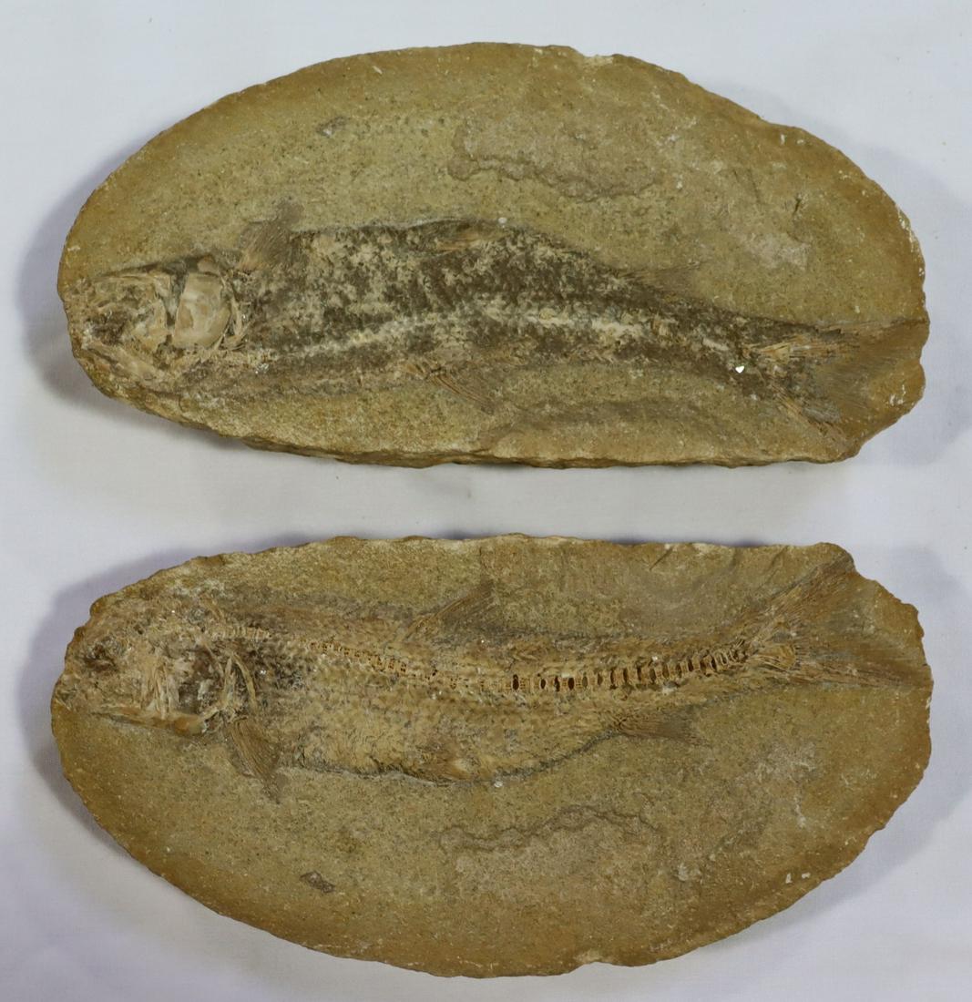 Split Fish Fossil (1 of 4)