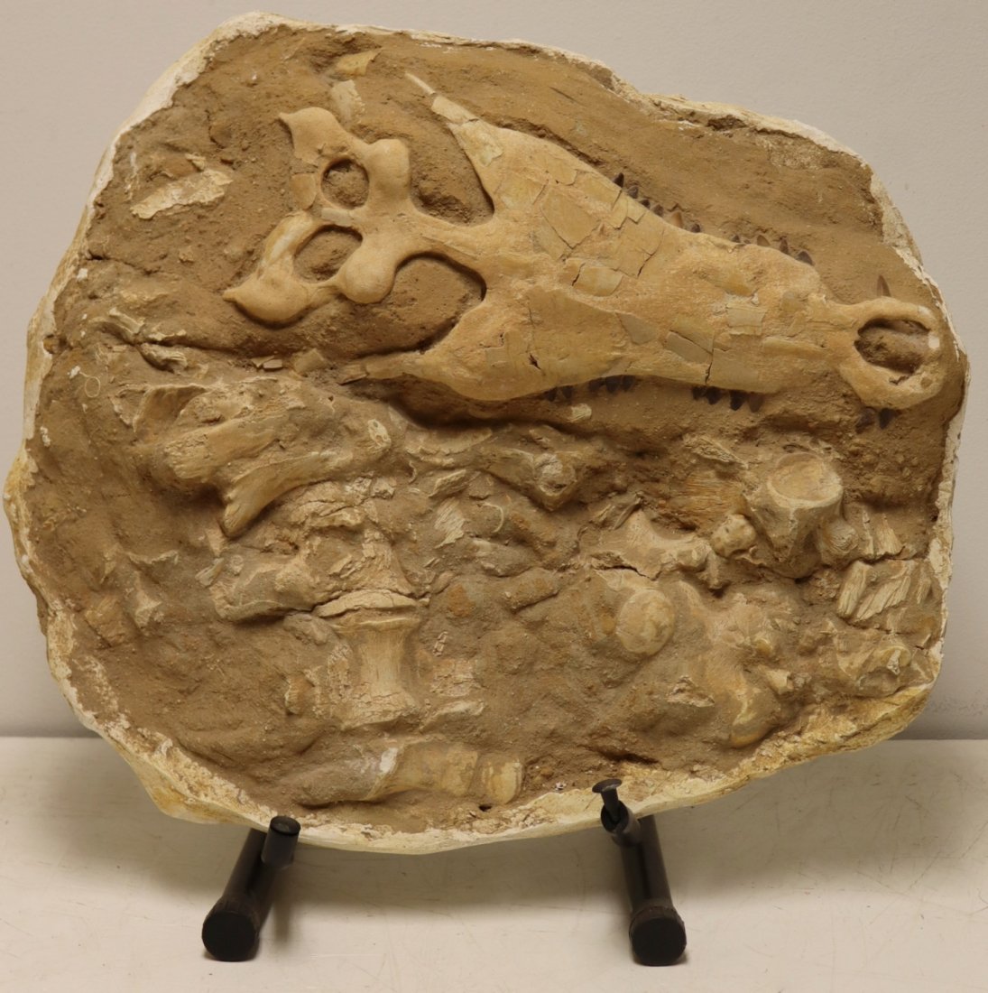 FOSSIL. Dyrosaurus Crocodile Skulls and Bones. (1 of 9)