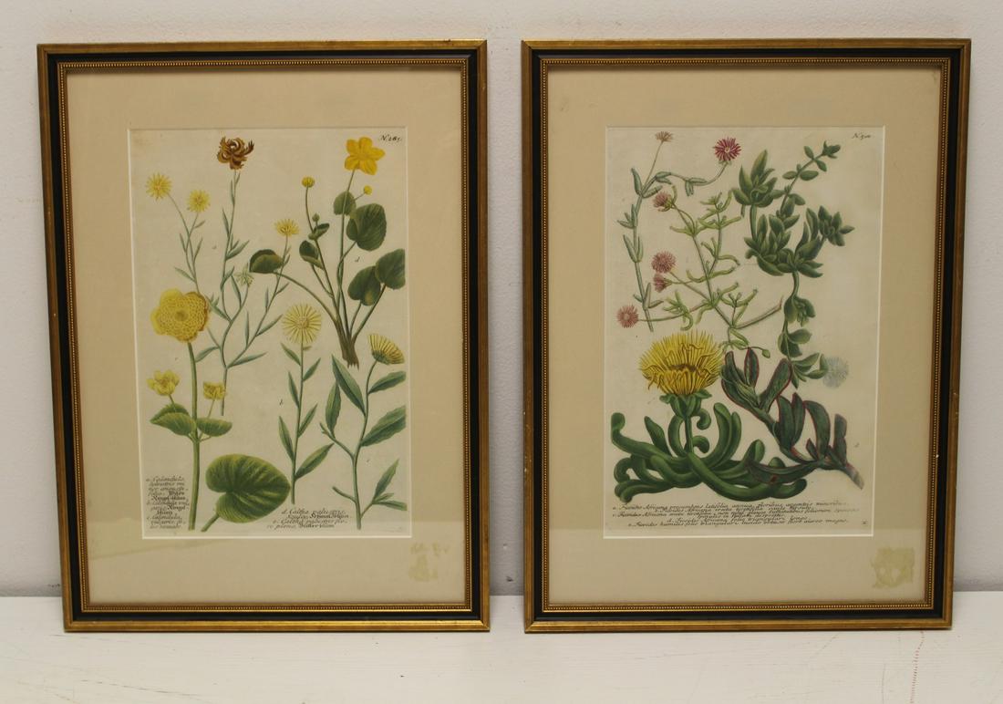 Pair of Hand Colored Botanical Engravings. (1 of 4)