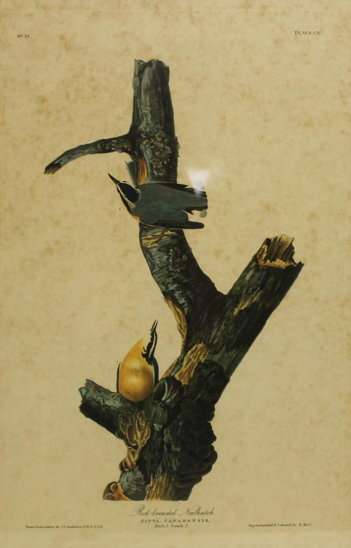 Pair of Audubon Hand-Colored Engravings of Birds. (1 of 10)