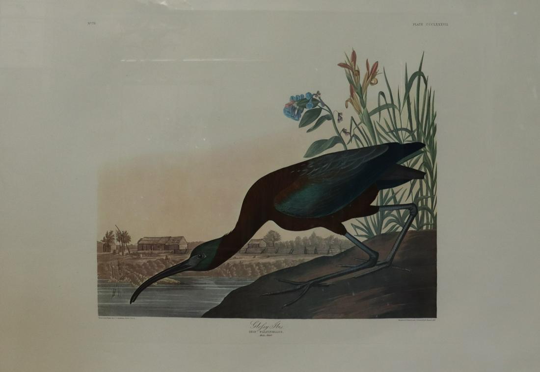 Audubon Print (1 of 6)