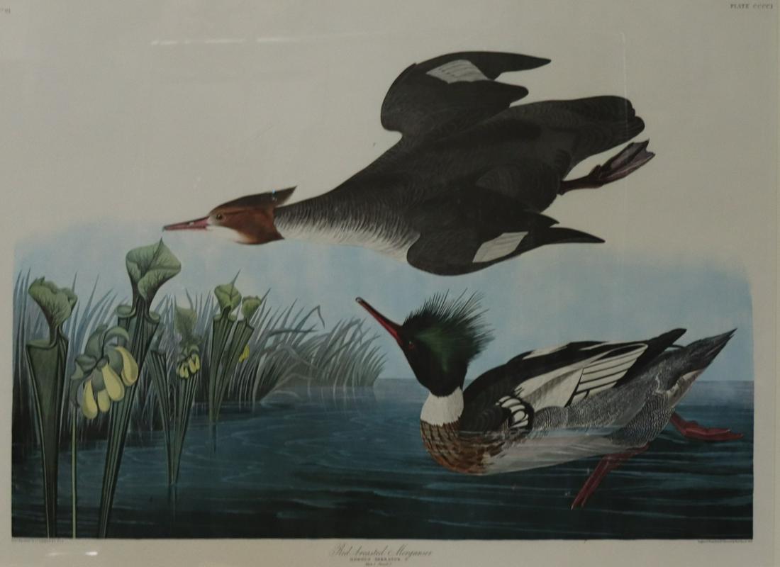 Audubon Print (1 of 6)