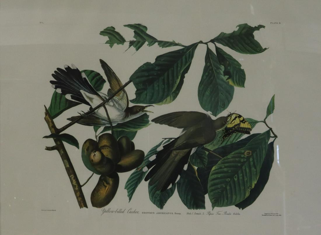 Audubon Print (1 of 6)