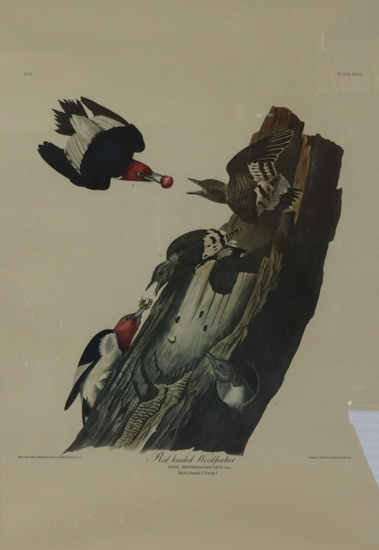 Audubon Print (1 of 6)