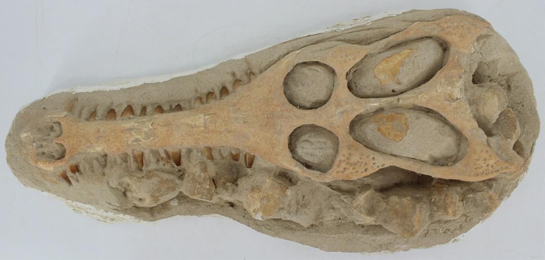 FOSSIL. Crocodile in Matrix with Vertebrae. (1 of 10)