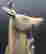 item-131508426=17