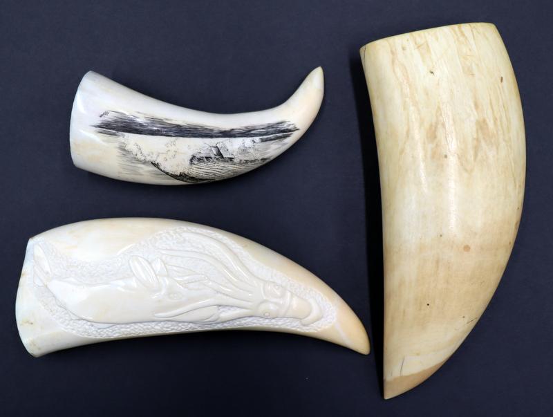(3) Pc. Scrimshaw and Sperm Whale Teeth.: Including a single sided signed sperm whale tooth with etched scrimshaw work depicting a sperm whale breaching the ocean's surface - signed, "O'Brian", tooth measures approx. 3.75" in l