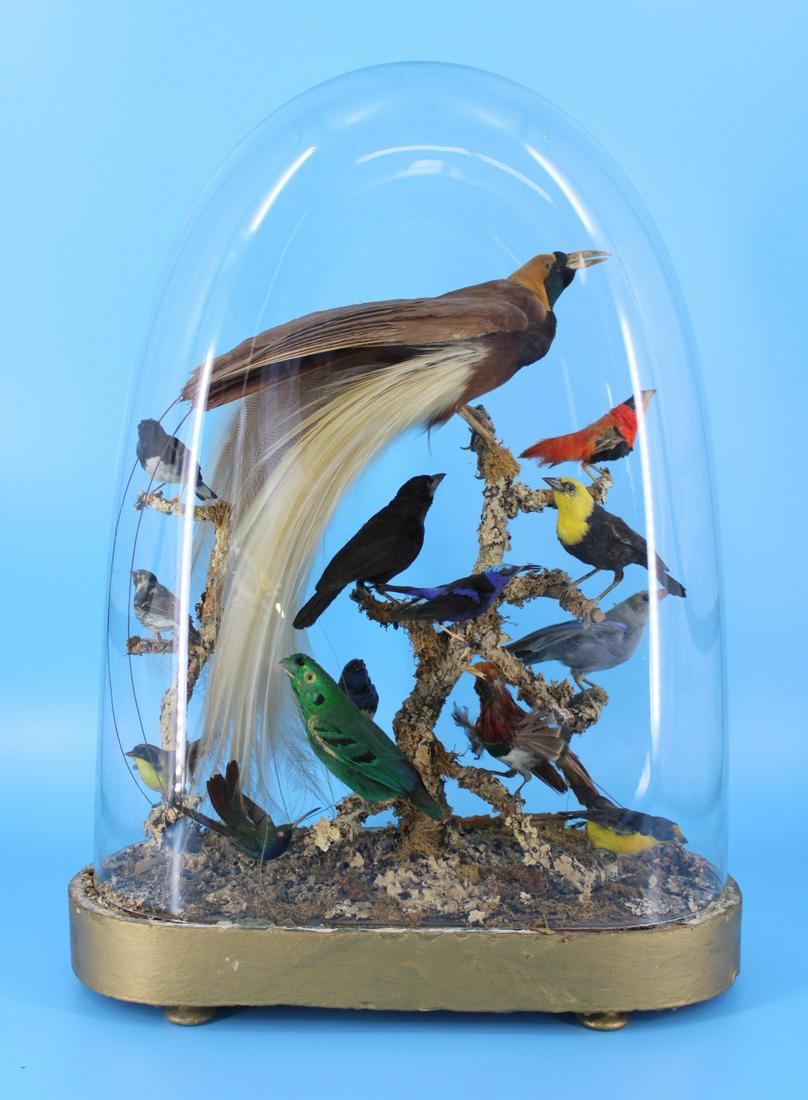 Victorian Bird Taxidermy Diorama. (1 of 14)