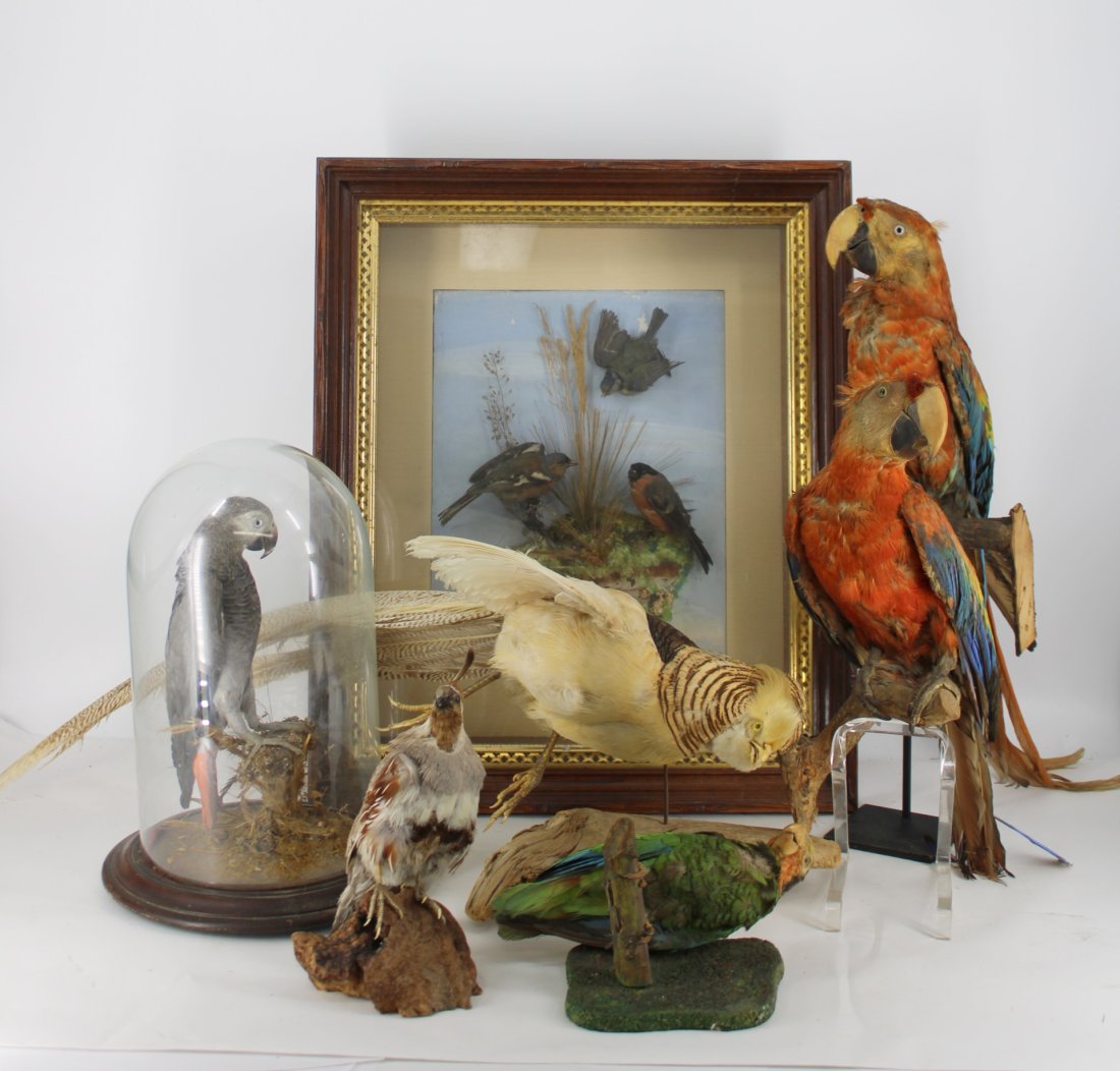 Victorian Taxidermy Birds (1 of 19)