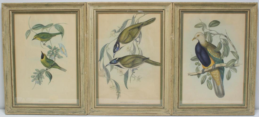 GROUP OF 3 JOHN GOULD BIRD LITHOGRAPHS. (1 of 10)
