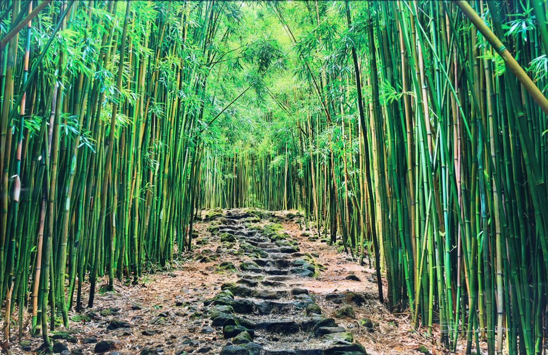 PETER LIK (Australia/U.S.A., B. 1959). (1 of 8)